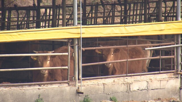 구제역 닷새 만에 확진 농가 두자릿수..영암 9곳