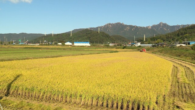 산지 쌀값 강세에 공공비축미 매입가 '8만원' 돌파..역대 최고