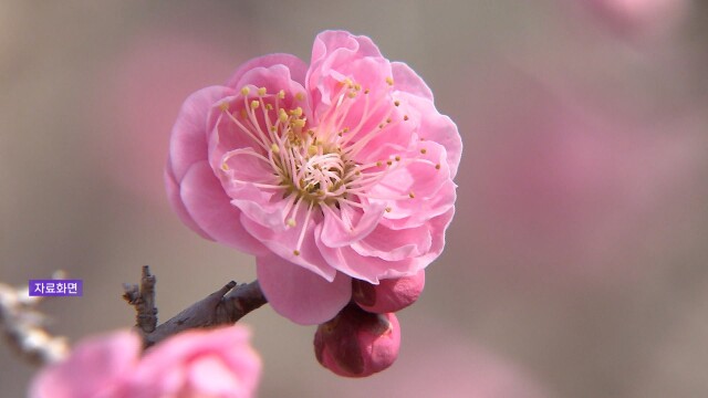 대한 하루 앞두고 광양 매화 개화