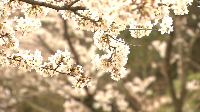 3월 기온 9년째 평년 웃돌아..벚꽃 개화 앞당겨져