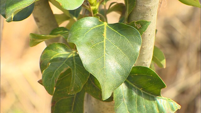 전남도, 30일까지 임업·산림 직불금 신청 접수