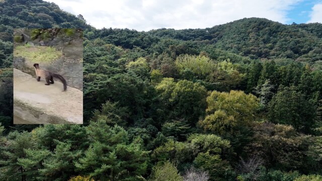 멸종위기2급 '담비' 13년째 무등산에서 포착