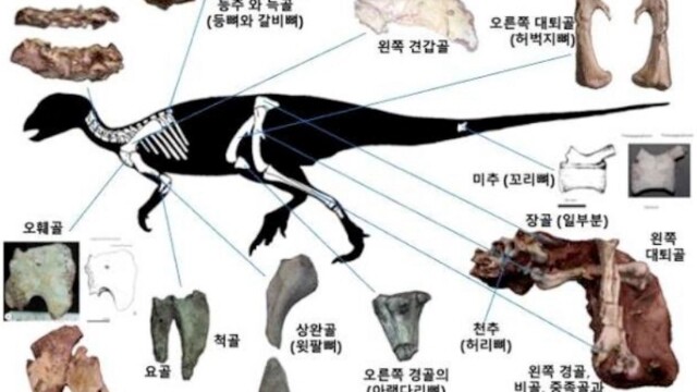 국가유산청, '보성 조각류 공룡 골격화석' 천연기념물 지정